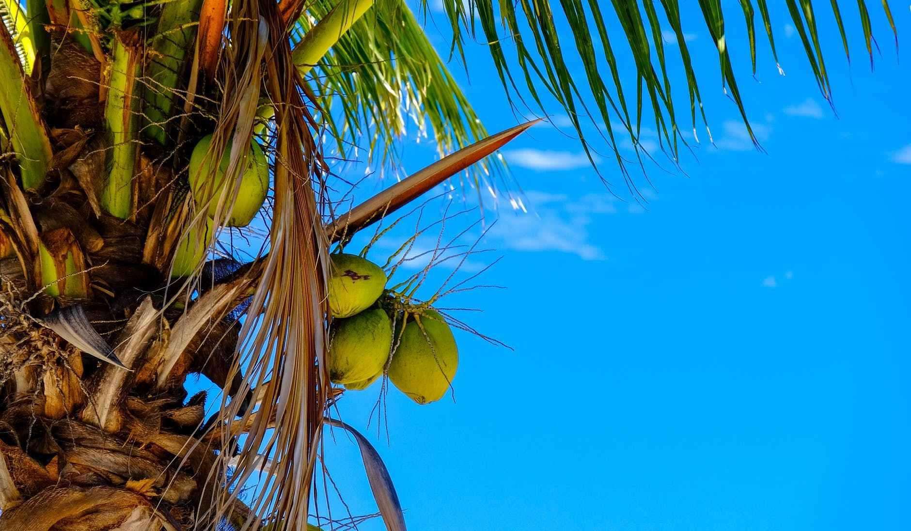 “性感”的椰树，一年能卖46亿-新闻频道-和讯网