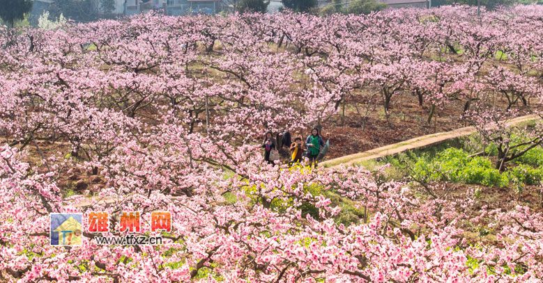 简阳东来桃源景区桃花盛开醉游人