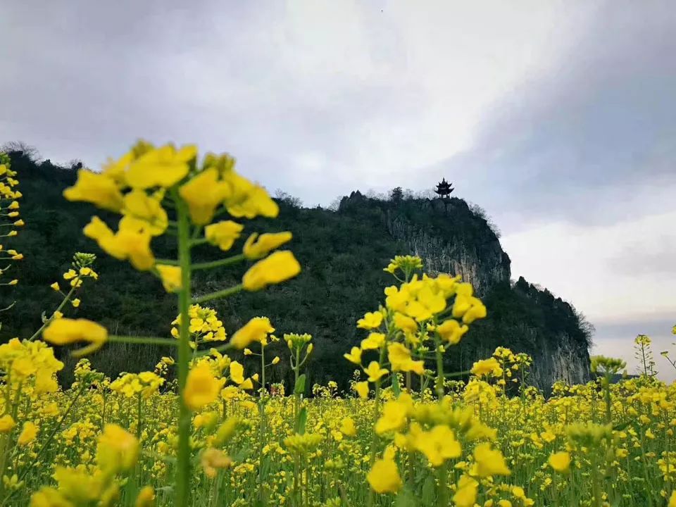 阳春三月,狮子山油菜花刷爆你的朋友圈!_泾县