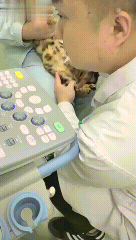醫生在對貓咪進行產檢，它也一臉認真的看著：是男寶還是女寶呀？ 寵物 第1張