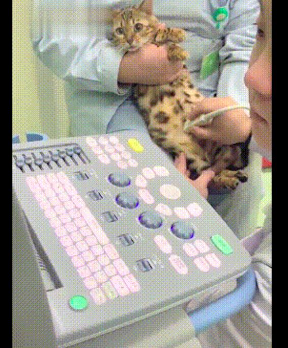 醫生在對貓咪進行產檢，它也一臉認真的看著：是男寶還是女寶呀？ 未分類 第3張