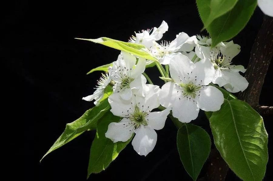 梨花花期:3月底到4月中旬 杏 花