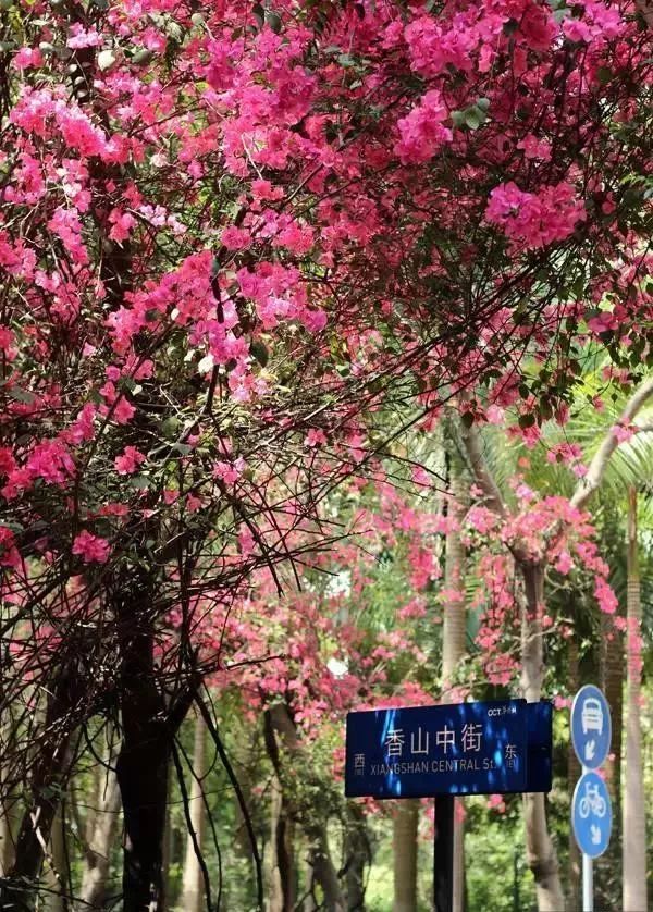 深圳最适合一日游的35个免费景点,拍照,赏花,踏青统统