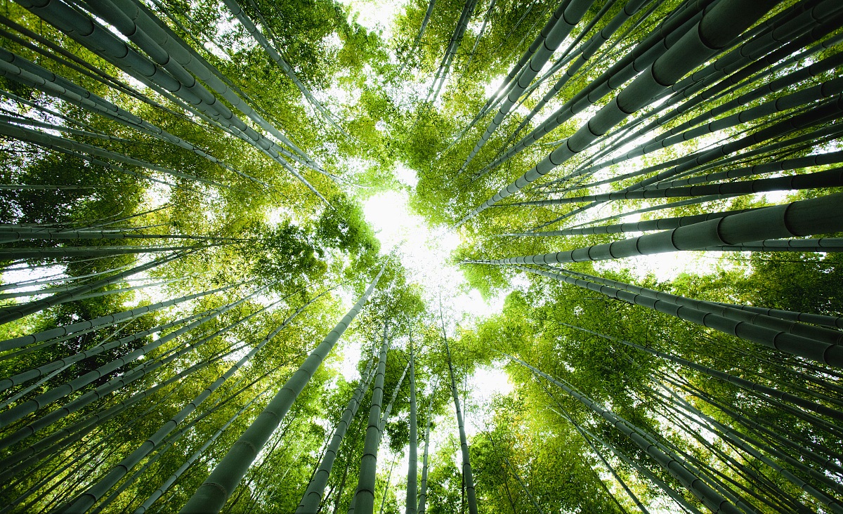 趁现在好时光,去广州从化天然氧吧呼吸新鲜空气