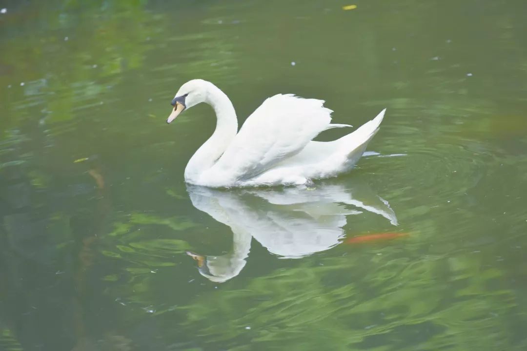 丑小鸭是怎样奋斗成美丽的天鹅?_羽毛