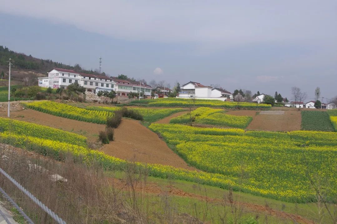 给洋县油菜花海节上的这些红马夹点赞!