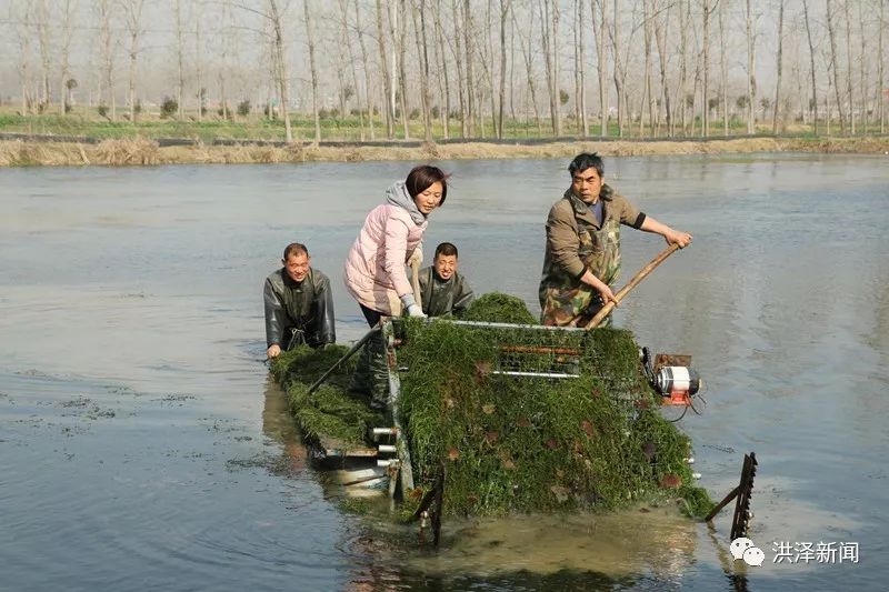 连日来,洪泽区朱坝街道虾农,正在用机械收割虾塘里的水草对外销售.