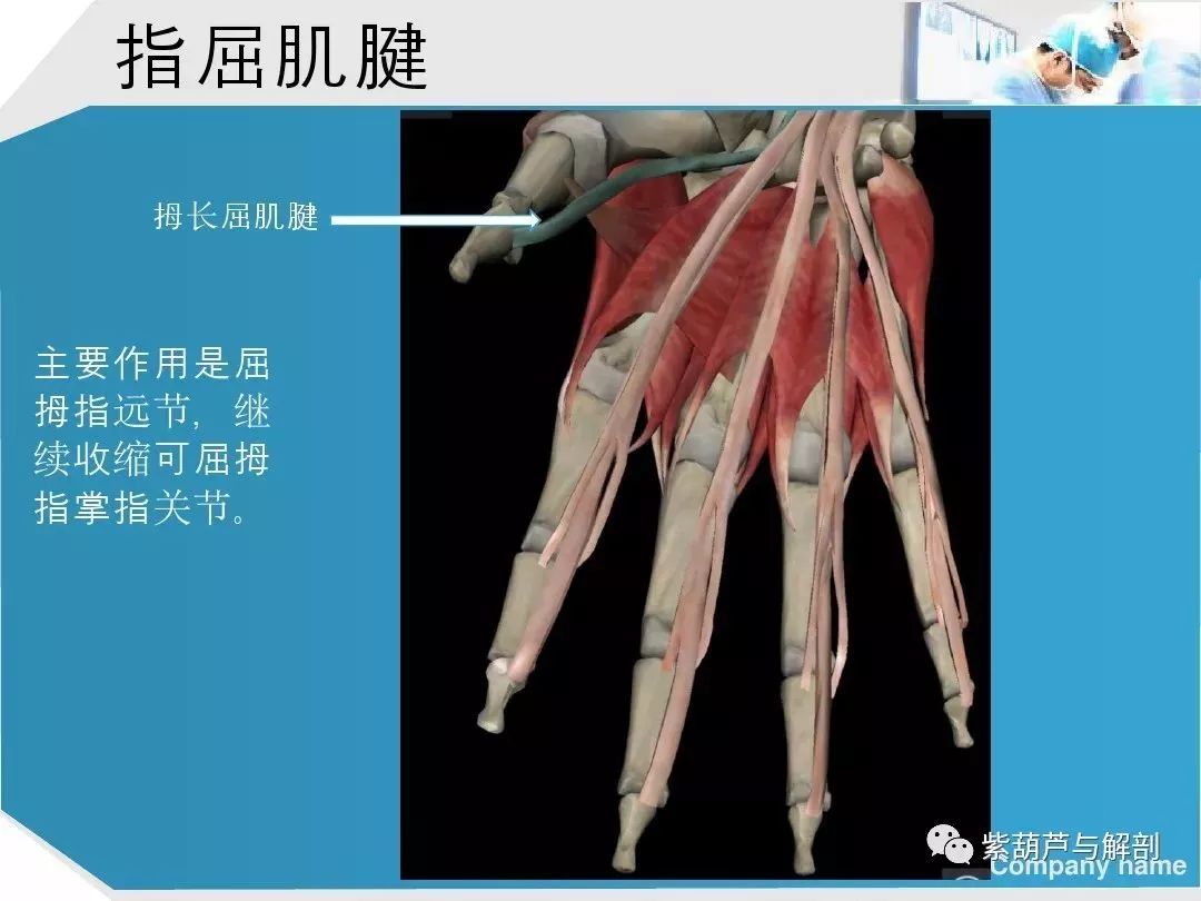 康复基础:手部肌腱解剖及功能