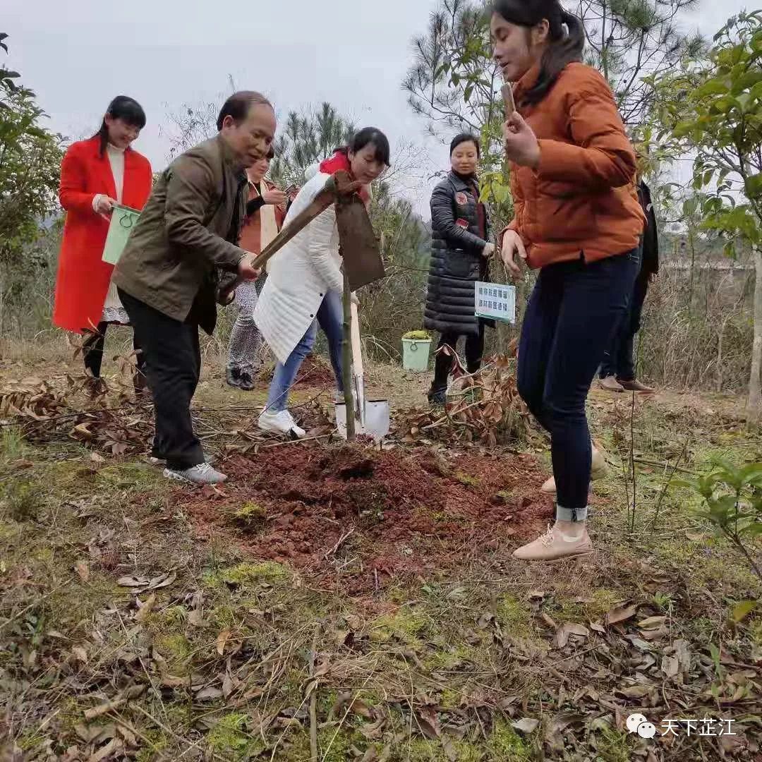 芷江县卫计局,计生协会积极开展义务植树活动_向丽君