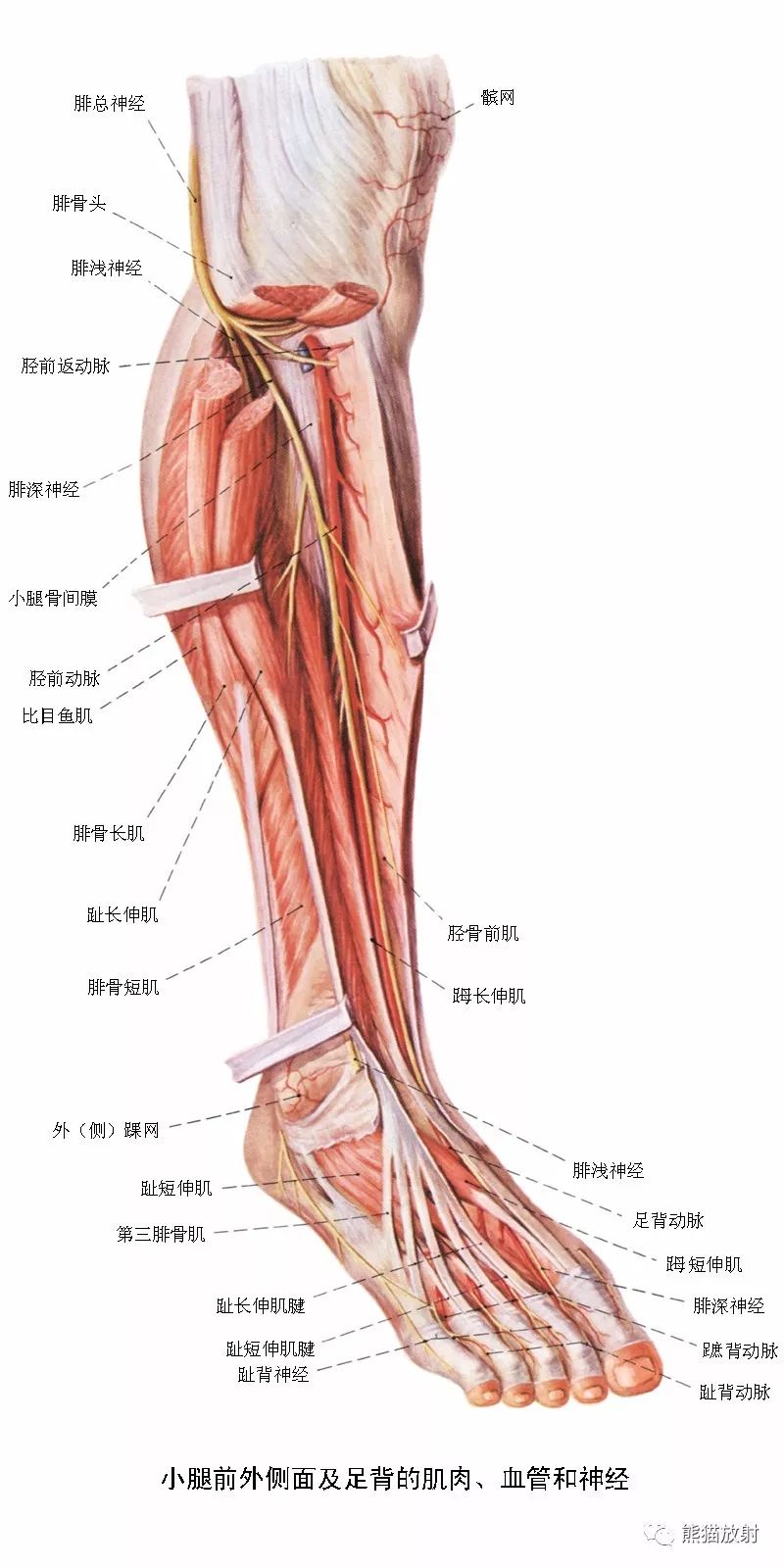 想要学习下肢cta的看过来:最全下肢血管系统解剖 cta