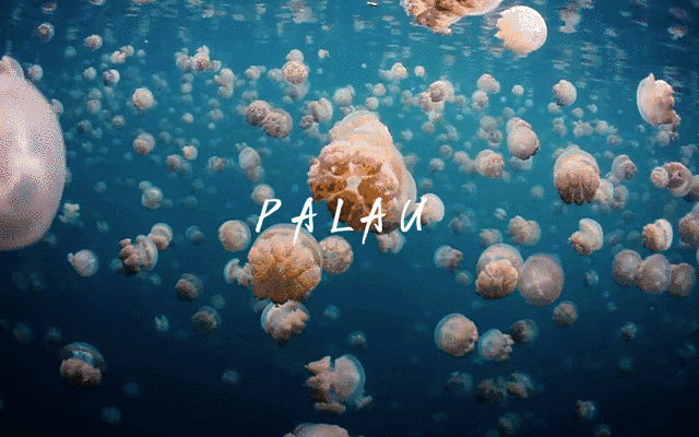 全球最美海岛——帕劳的水母湖回来了！_潜水