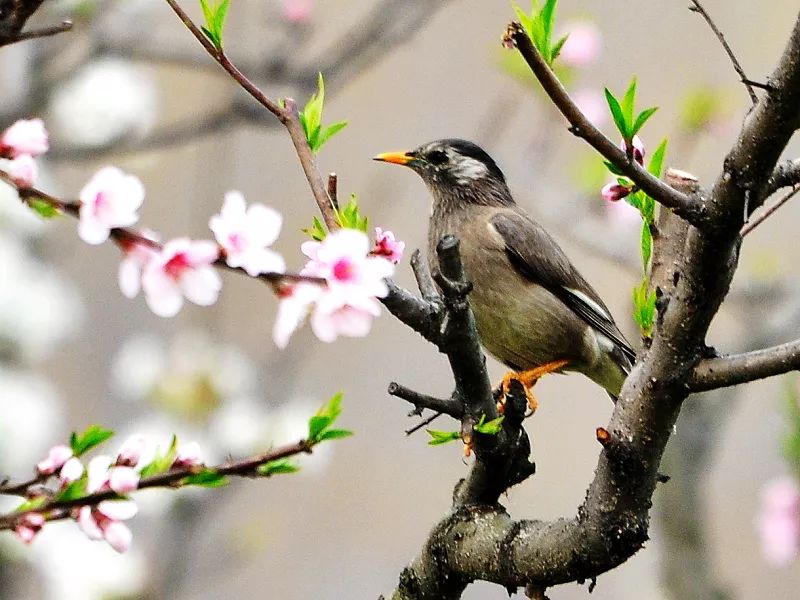 小蜜蜂