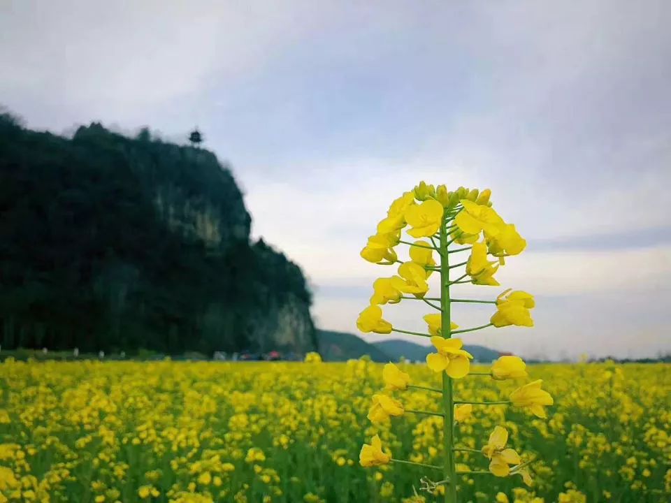 阳春三月,狮子山油菜花刷爆你的朋友圈!_泾县