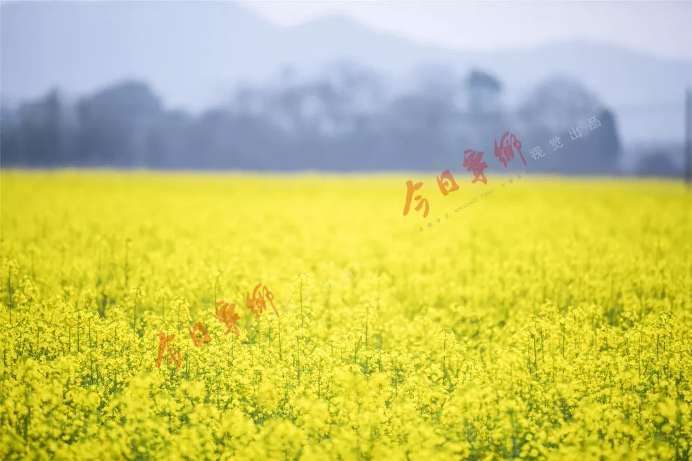 春季到宁乡来看景:道林古镇_油菜花