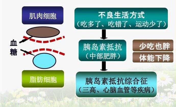 摄取和利用的效率下降,机体代偿性的分泌过多胰岛素产生高胰岛素血症