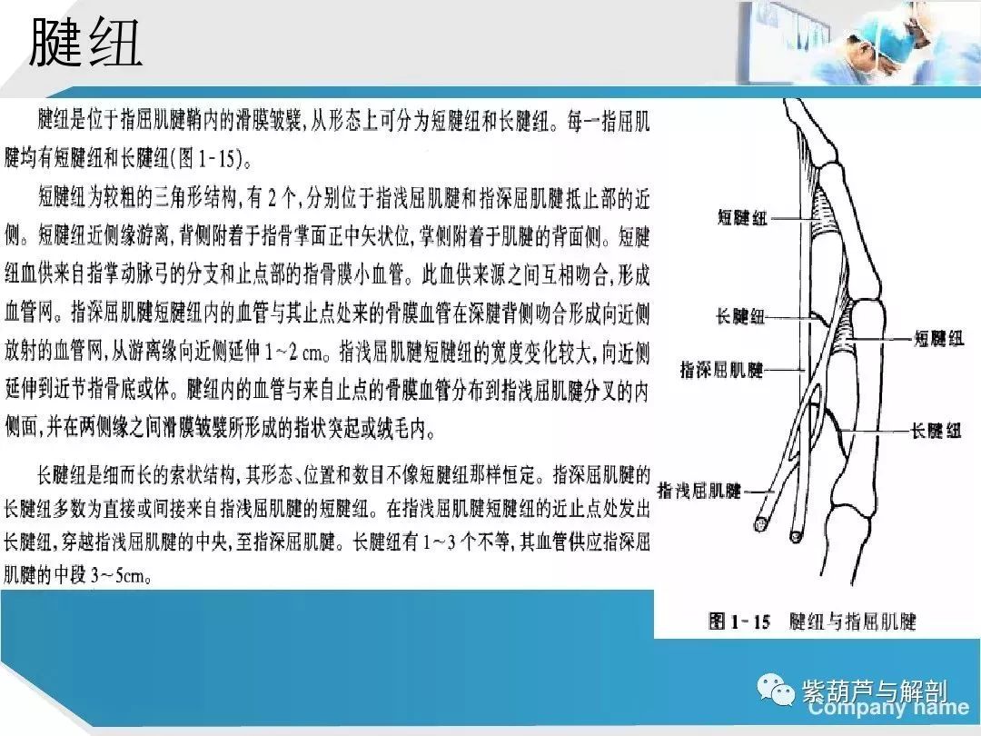 康复基础:手部肌腱解剖及功能