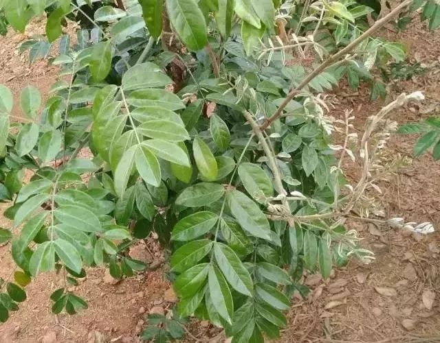 幽谷之中的野生牛大力,吸取天地之精华,生长期慢,营养价值高,具有壮阳