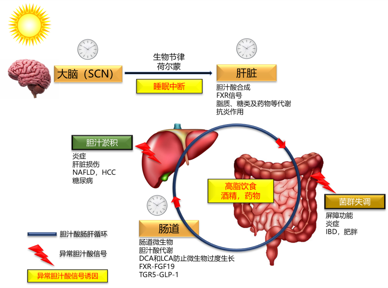 研究新方向 | 心血管疾病或与肠道微生物群有关_胆固醇