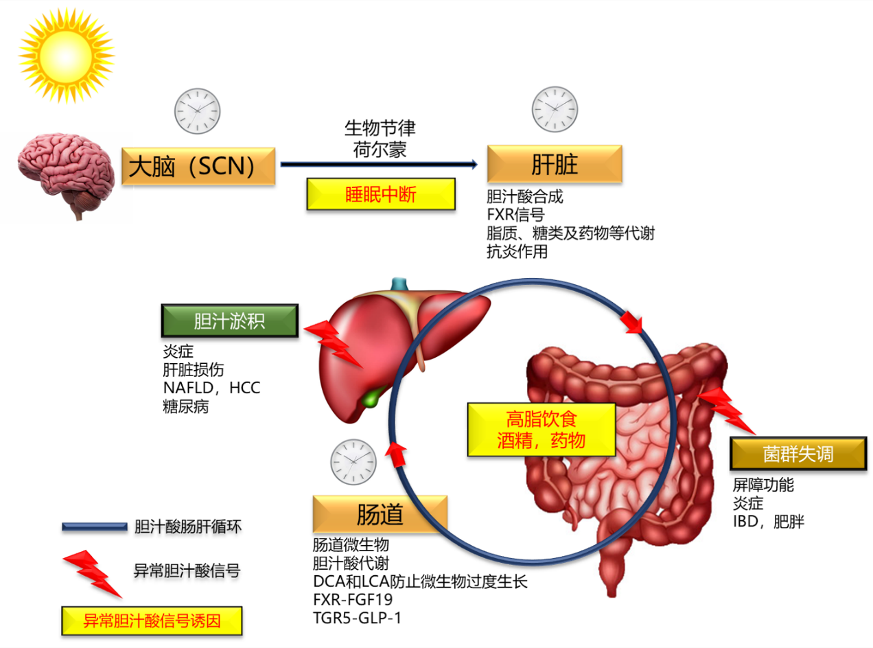 肥壮型身材（肌肉含量也高）的人怎么减脂？ - 知乎