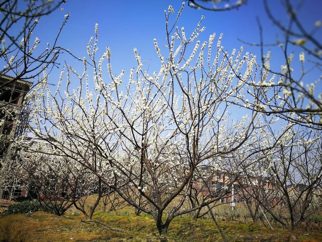 桃园村槜李广场报到 13:15—13:30 集体前往醉溪小筑(水吧),沿途参观