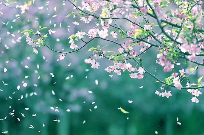 花朝节丨一个被世人遗忘的节日 却是一年中最美的日子 百花