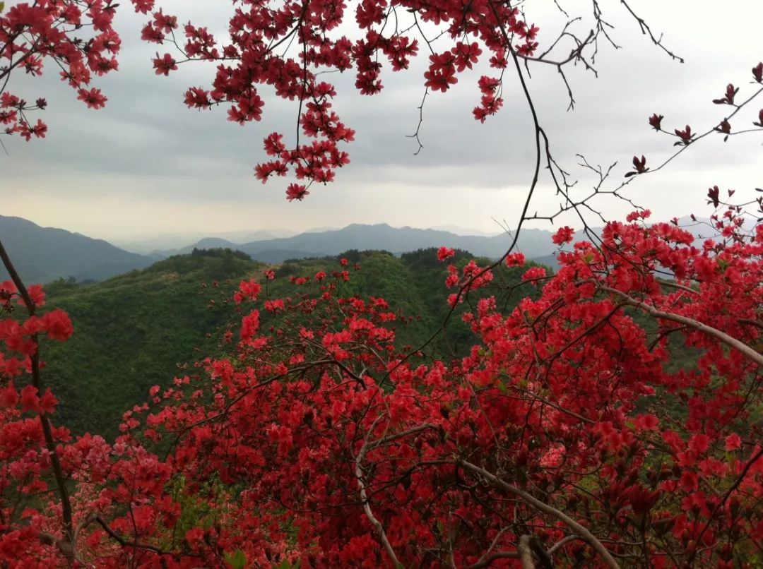 浮云岭的映山红是连片的,长的高高大大的,虽然不及周围的松柏高大挺拔