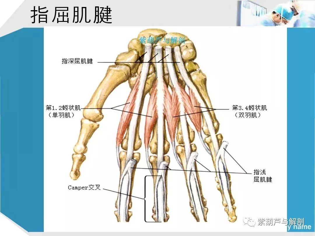 康复基础手部肌腱解剖及功能