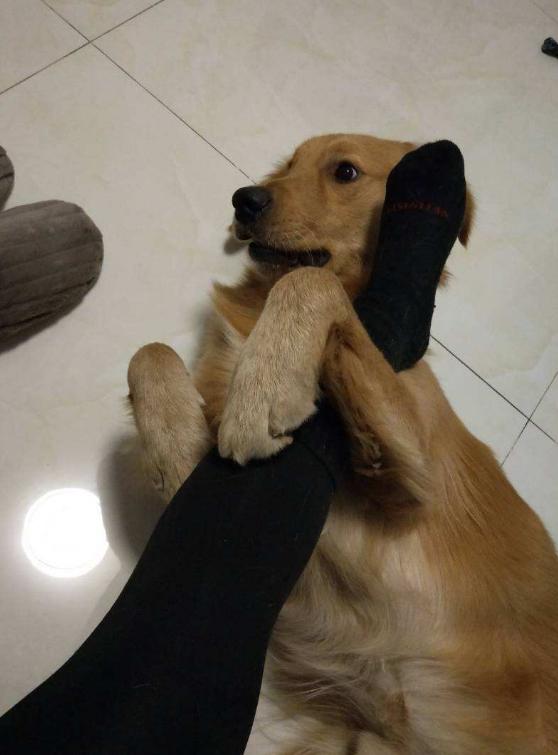 狗狗为什么喜欢抱大腿