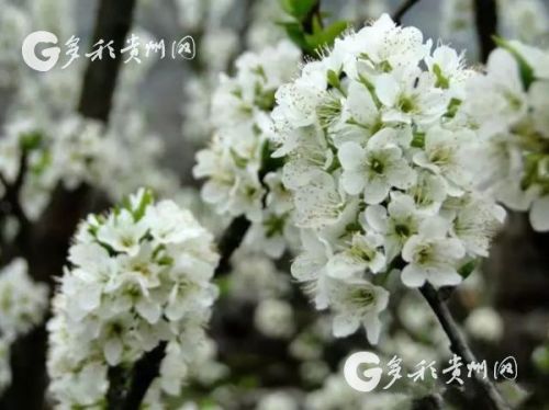 3月23日,我在贵州沿河等您…_李花节