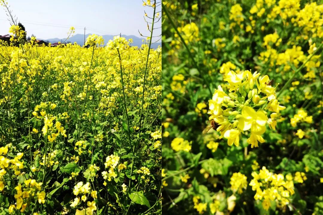 快来【江南红观光园】,做艾米果,赏油菜花,品农家饭,摘有机蔬菜吧!