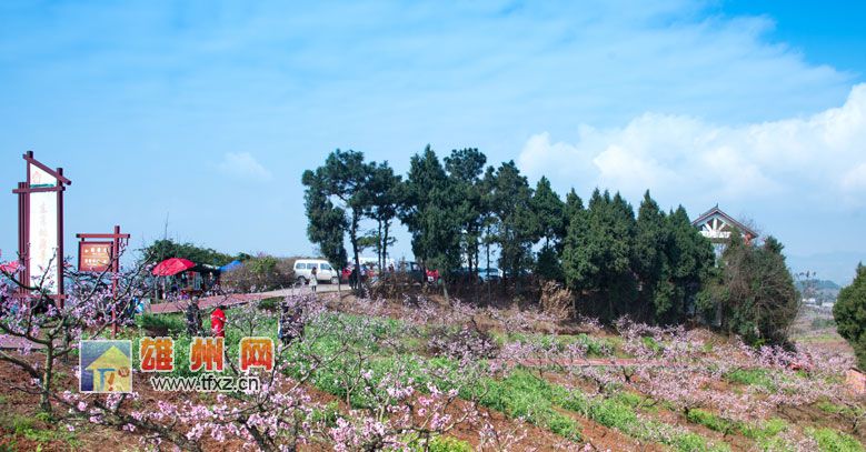 简阳东来桃源景区桃花盛开醉游人