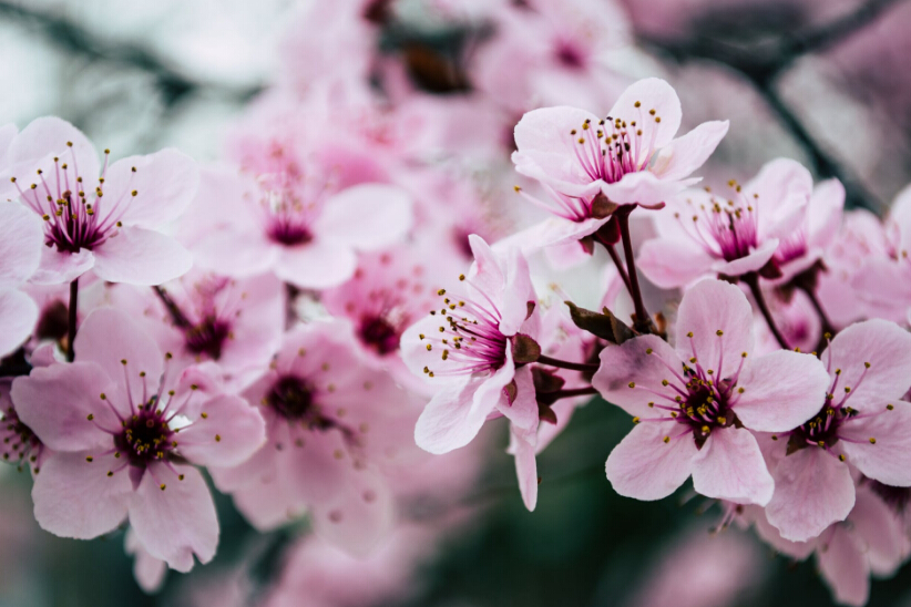 又到了看樱花季节,申请日本大学就为方便看樱