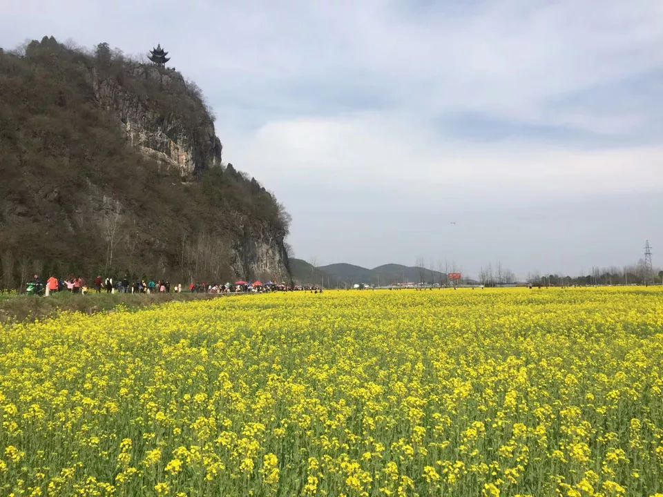 阳春三月,狮子山油菜花刷爆你的朋友圈!_泾县