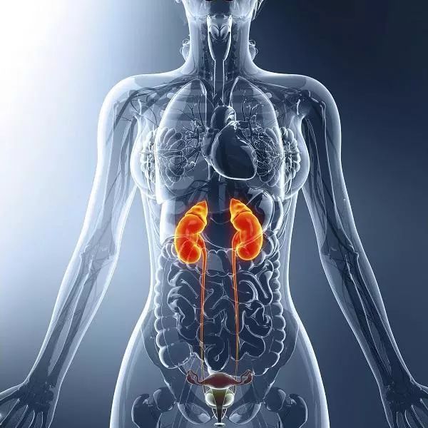呵护您的肾脏 请定期做尿常规检查