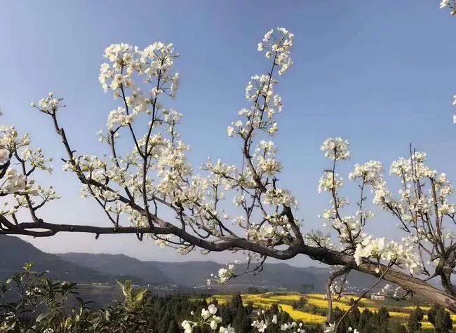 2019年苍溪县梨花节主题宣传片入画苍溪谷