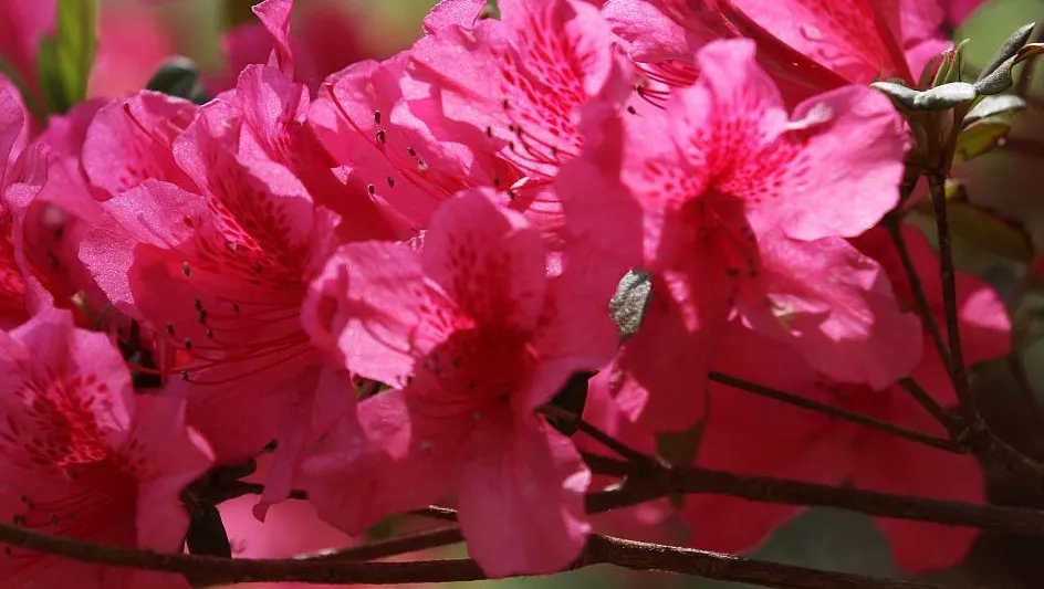 3.25五朵山高山郁金香节耀世登场