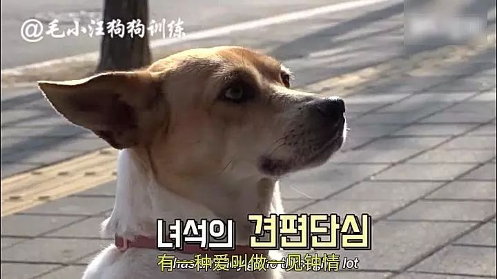 韓國一狗子為了看自己的心上狗，兩個月每天蹲門口等候，女主人按捺不住竟然... 未分類 第4張