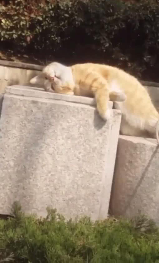 原創
            胖橘貓躺在公園石頭上曬太陽，舒服的睜不開眼，網友：看著好羨慕 未分類 第4張
