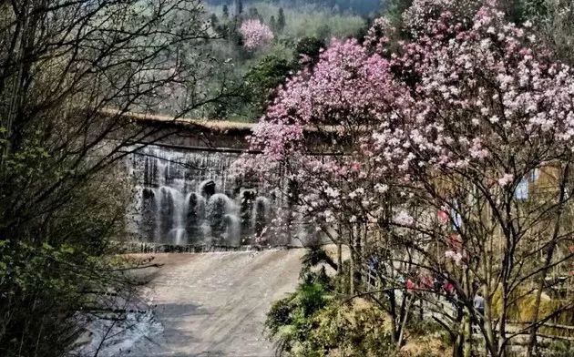 中国醉美辛夷坞花海!漫山遍野的浪漫,错过再等一年!