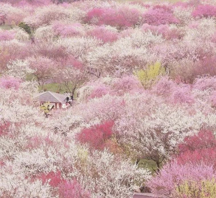 百花生日是良辰,未到花朝一半春|花朝节