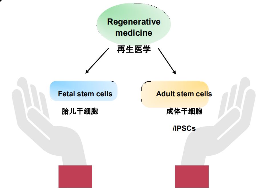 人口老龄化的医学对策_人口老龄化(3)