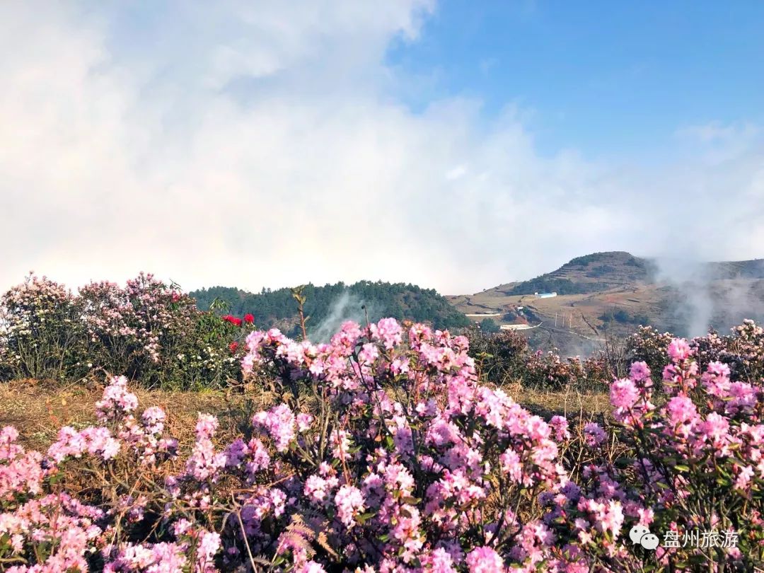 【盘州旅游】最新消息!乌蒙大草原杜鹃花正立体式开放