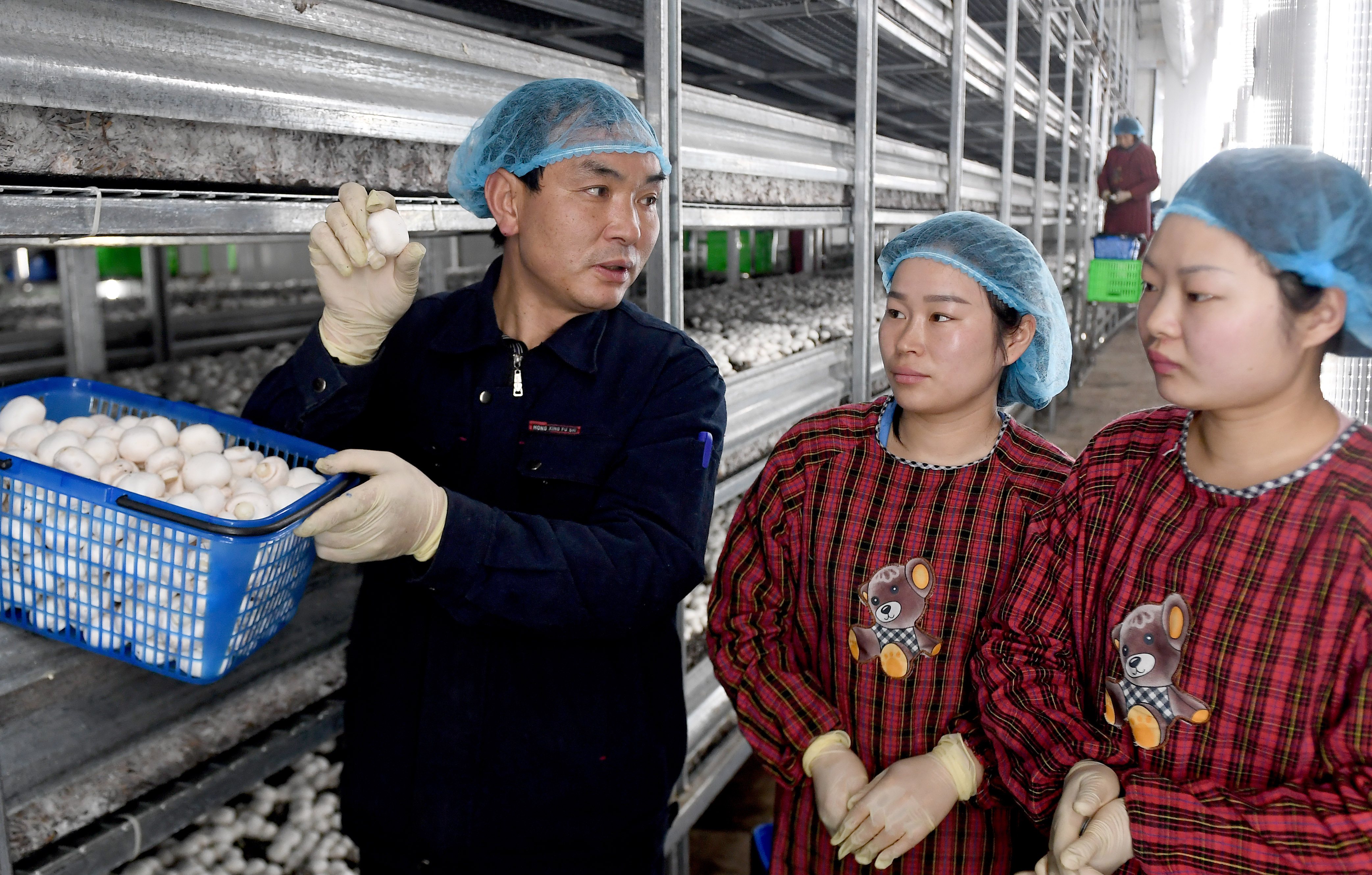 3月19日,陕西勉县奕农实业有限公司双孢蘑菇工厂的技术人员在给新入厂