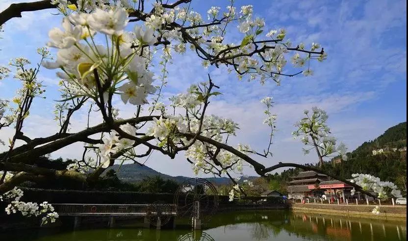 梨乡春潮动万树梨花开2019苍溪梨花节开幕