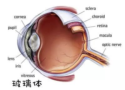 眼前总有光影怎么办