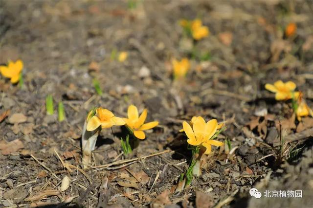 植物园里春花早报到