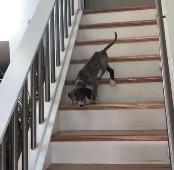 狗狗第一次下樓梯 哀嚎聲吵到主人 下個樓梯都這麼多戲？ 未分類 第2張