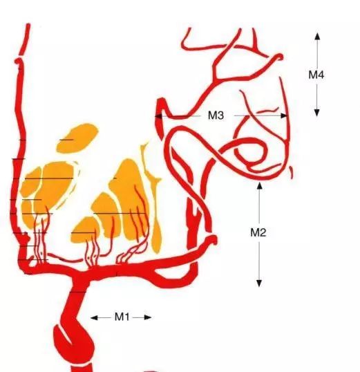 大脑中动脉分段与分支
