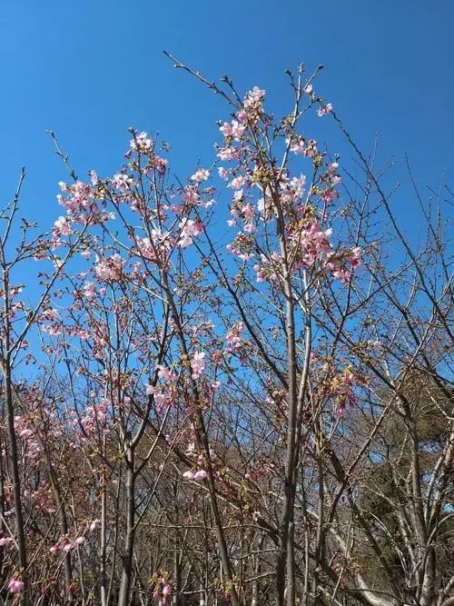 玉渊潭樱花节明天开始花团锦簇桃红柳绿的美景抢先看