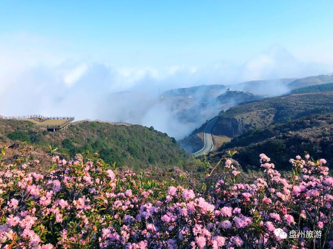 【盘州旅游】最新消息!乌蒙大草原杜鹃花正立体式开放